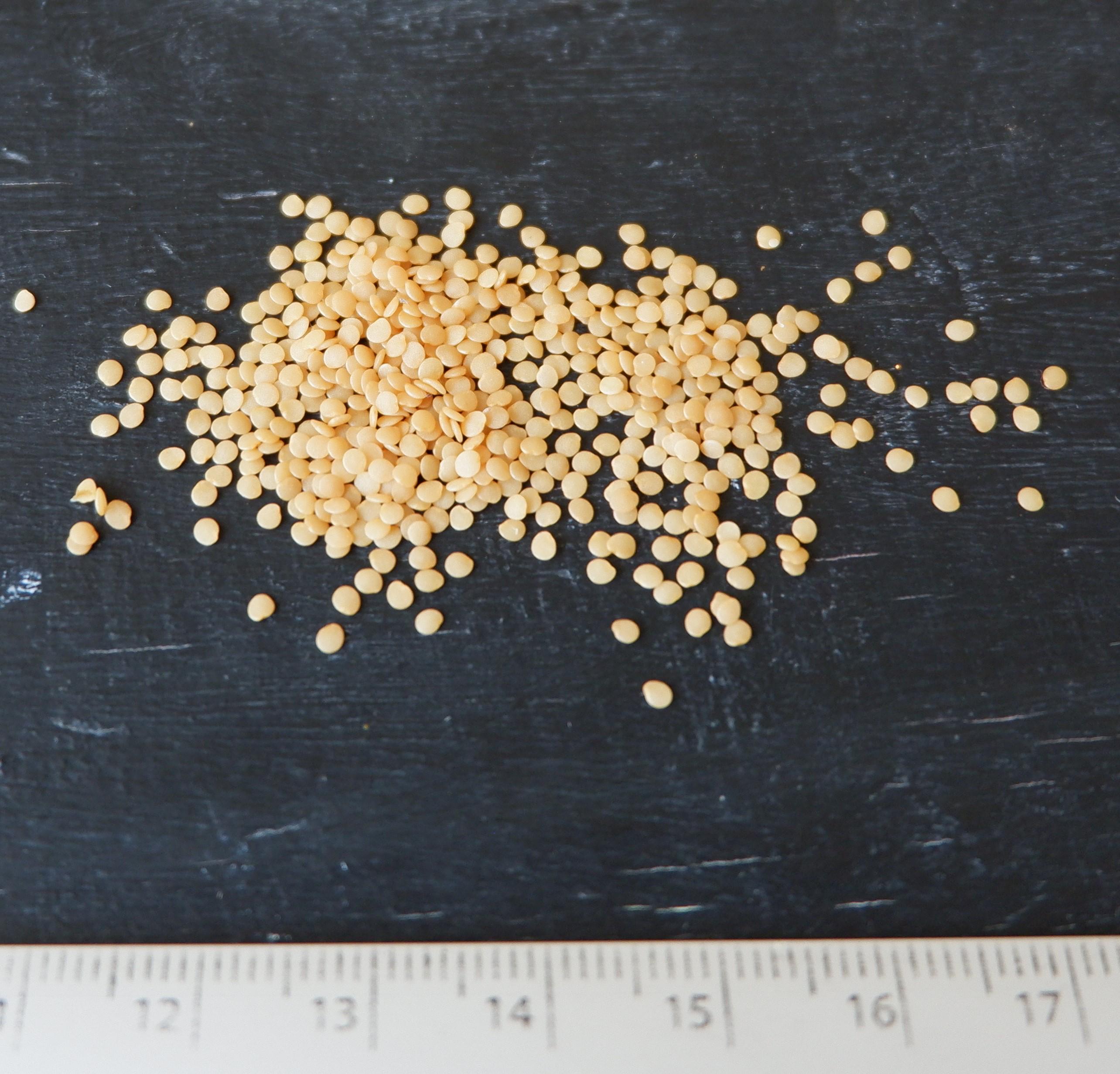 Семена физалиса земляничный 0,2 г (RS-00072) - фото 2