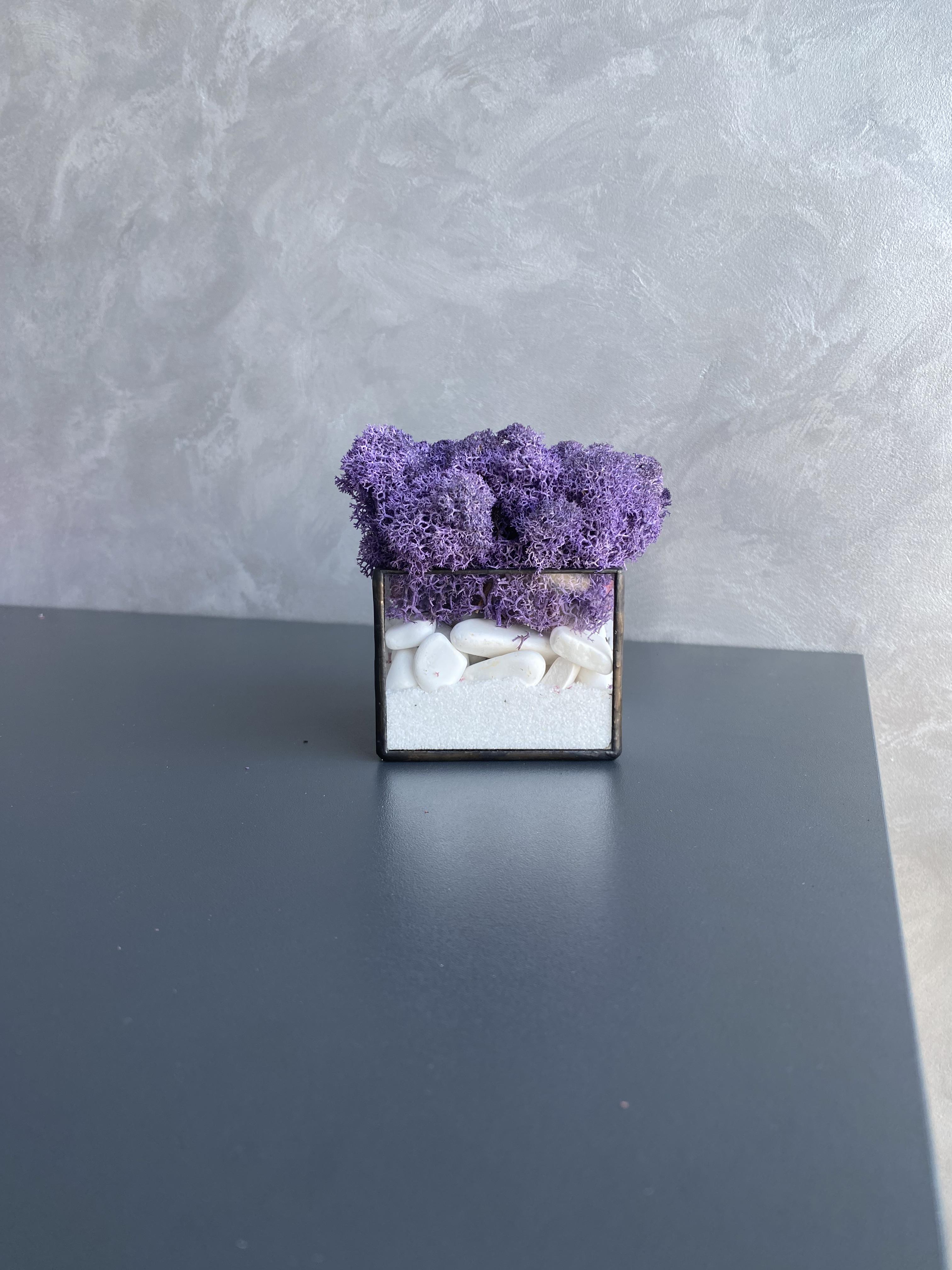 Моссариум со стабилизированным мхом (32686053)