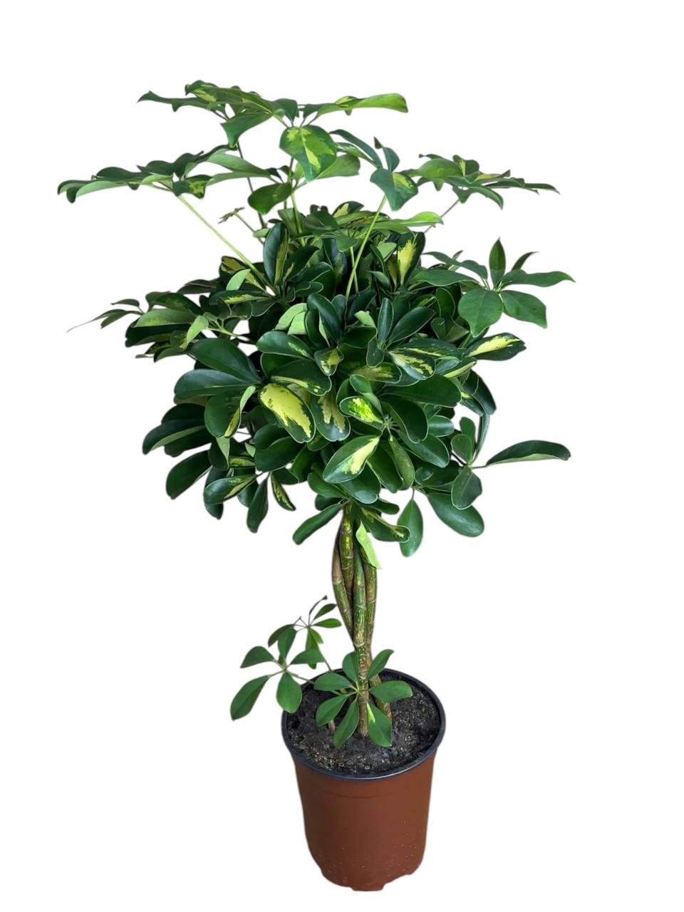 Шефлера Герда (32520740)