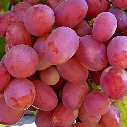 Сажанец Виноград Анюта средне-поздний срок созревания ягоды не повреждаются осами (20047) Сажанец Виноград Анюта средне-поздний срок созревания ягоды не повреждаются осами (20047)