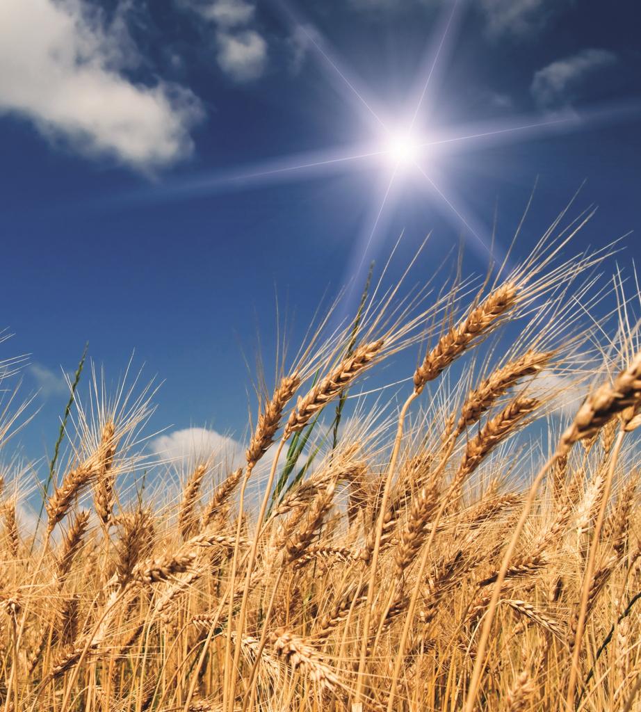 Фотообои флизелиновые 3D 225х250 см DIMEX Пшеничное поле (MS-3-0136)