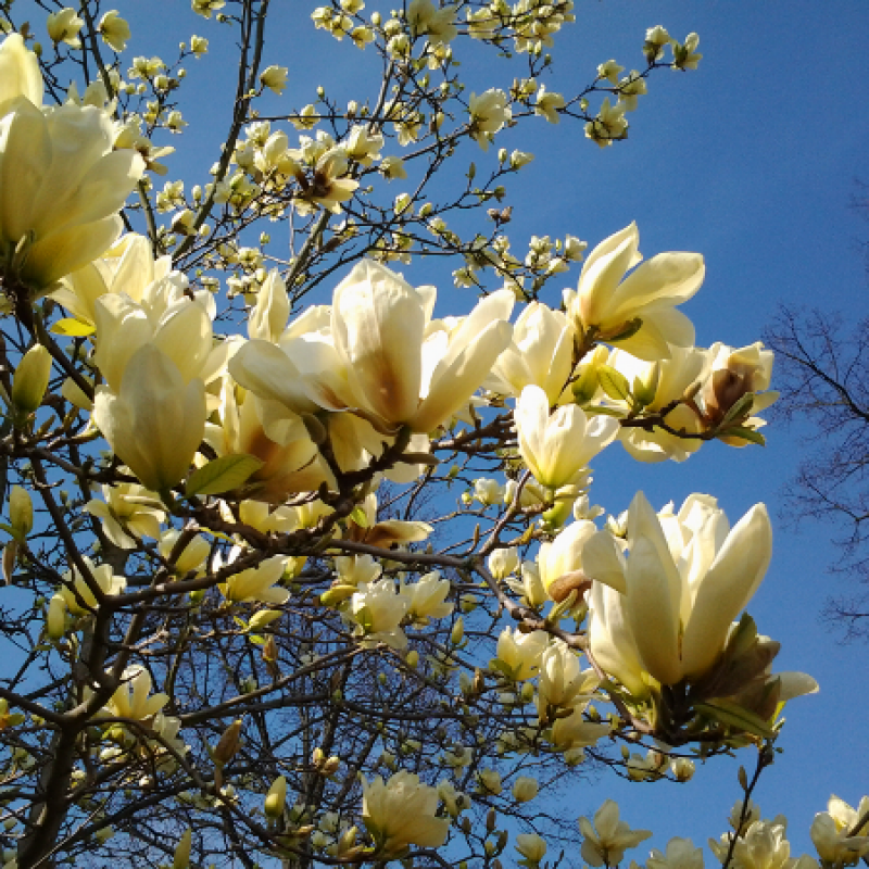 Саджанець магнолії гібридної Magnolia hybrid Yellow Lantern Р9 (1646423665) - фото 2 Саджанець магнолії гібридної Magnolia hybrid Yellow Lantern Р9 (1646423665) - фото 2