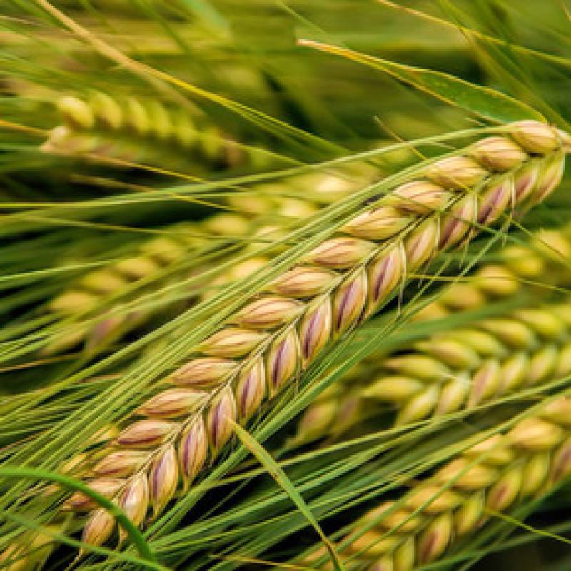 Семена Тритикале гибрид пшеницы и ржи (30020052) - фото 2