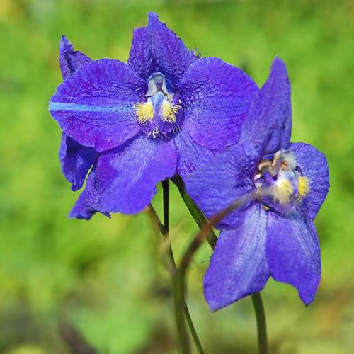 Дельфиниум Florium Atlantis (5841)