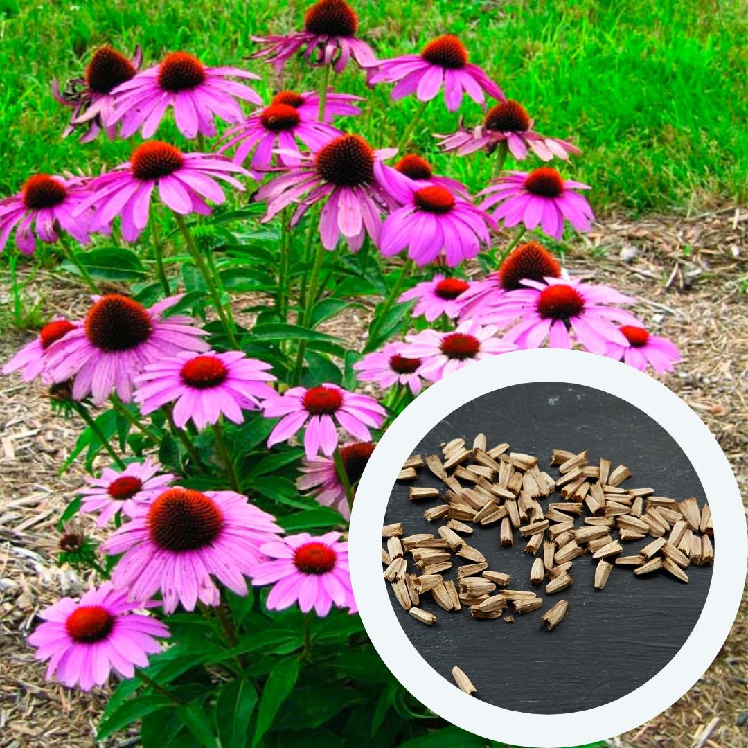 Насіння Ехінацея Пурпурний 0,3 г 70 шт. (RS-00233) - фото 2 Насіння Ехінацея Пурпурний 0,3 г 70 шт. (RS-00233) - фото 2