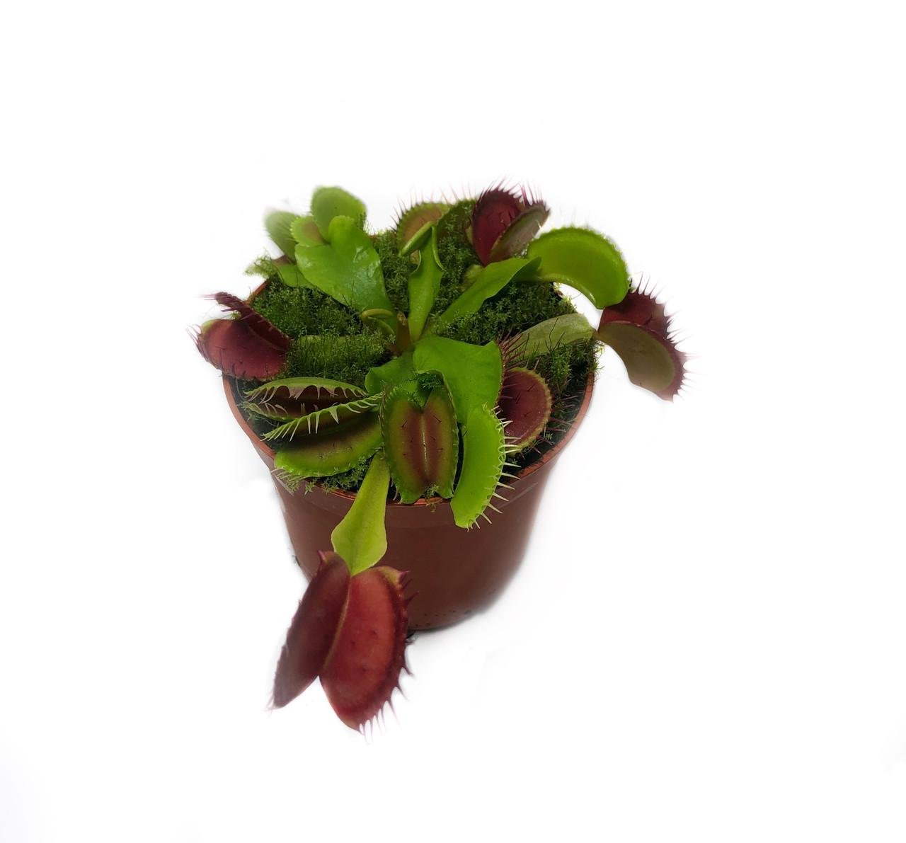 Растение хищник Венерина мухоловка AlienPlants B52 Dionaea muscipula B52 размер L (SUN0001CP)