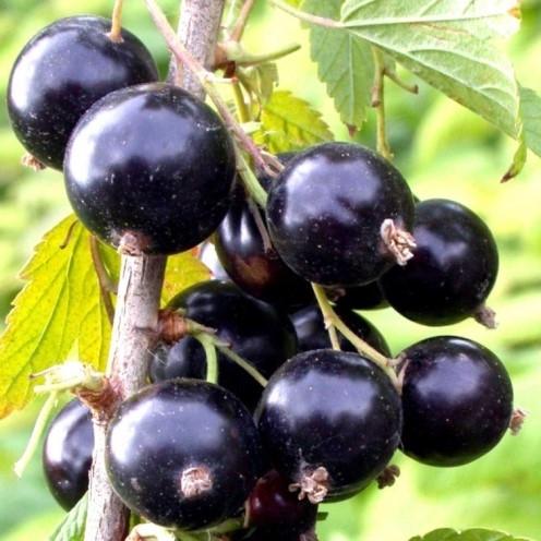 Саджанець чорної смородини Київський Велетень середній (1218471876)