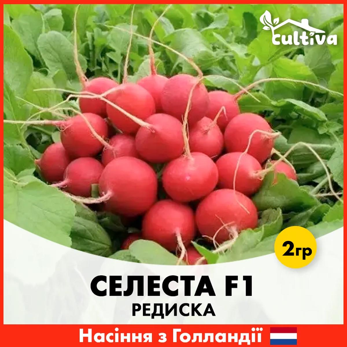 Семена редиса Enza Zaden Селеста F1 2 г (R2)