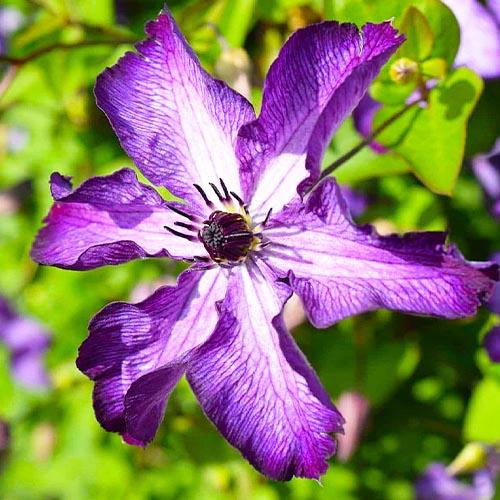 Клематис Super Nova Florium