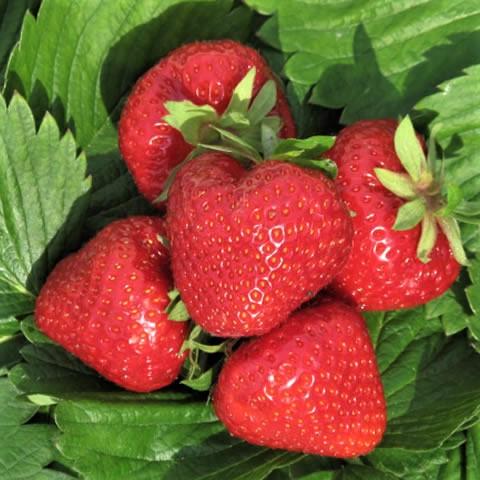 Саженец клубники Dely очень ранняя (1938256888)