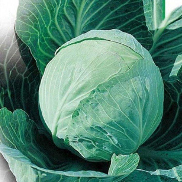 Семена капусты белокочанная Ярославна 1 г (38864)