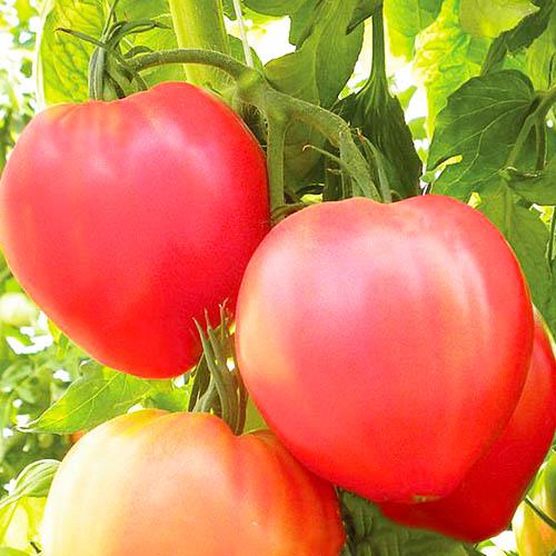 Семена Томат Florium Презент (17245)