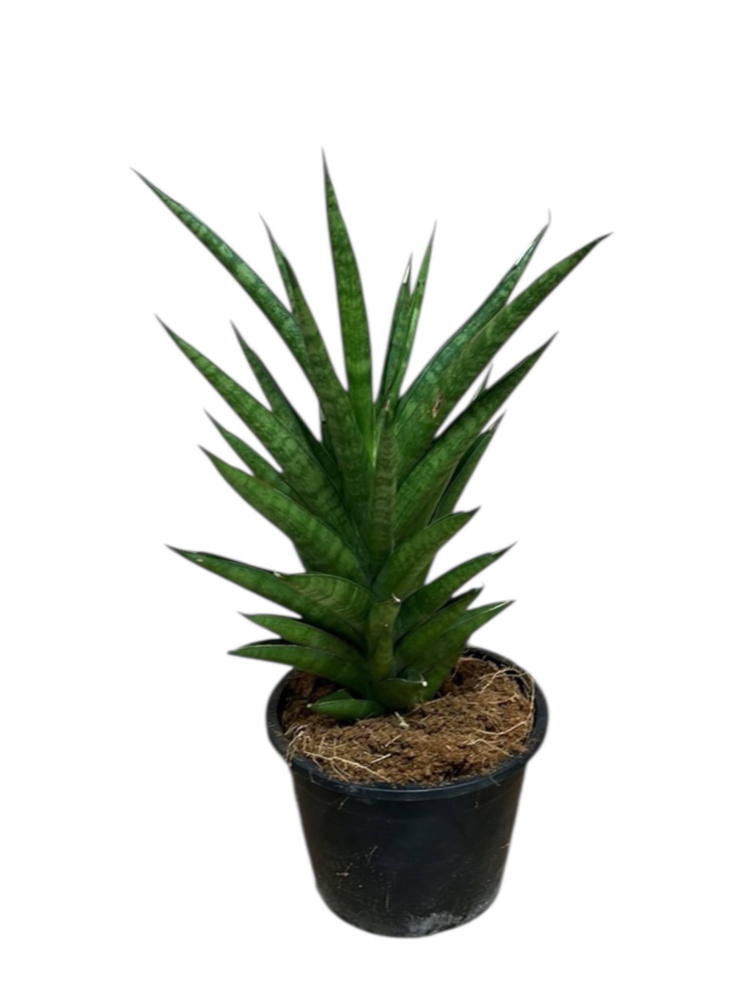 Сансивиерия Цилиндрическая 15/34 см (29751314) Сансивиерия Цилиндрическая 15/34 см (29751314)