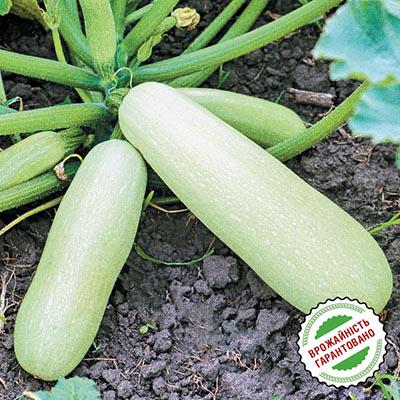 Насіння Кабачок Florium Ангеліна F1 (10047) - фото 2 Насіння Кабачок Florium Ангеліна F1 (10047) - фото 2