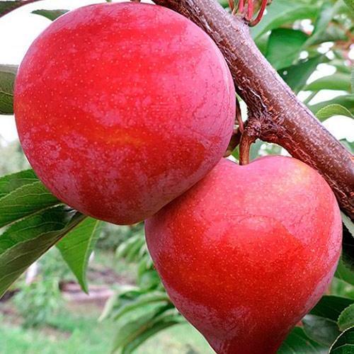 Сажанец Слива диплоидная Формоза осенний сорт средний срок созревания (53460)