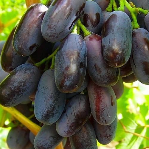 Сажанец Виноград Джованни очень раннего срока созревания не повреждается осами (20235)