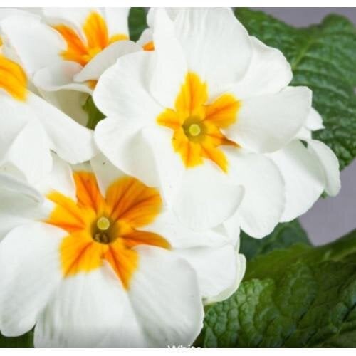 Семена цветов Примула бесстебельная Danova White (BN07013)
