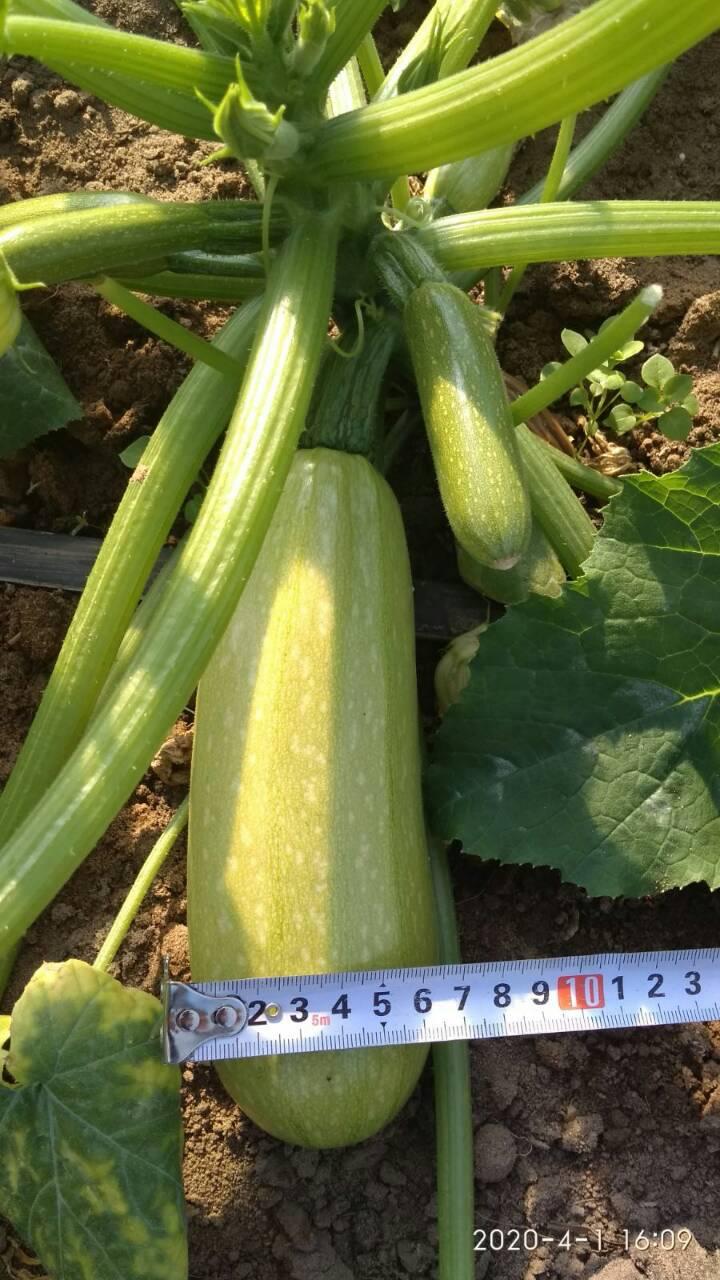 Насіння Cultiva Кабачок Рішар F1 5 шт. (KBR5) - фото 7