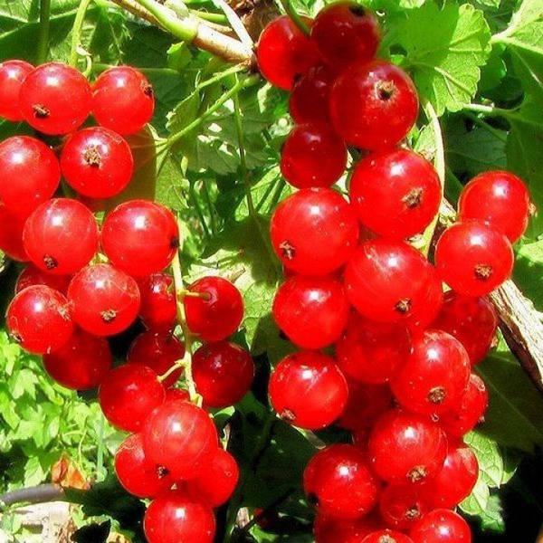 Саджанець порічки Дарниця (2084671496)