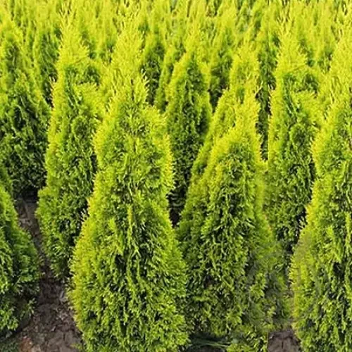 Саженцы туя западная Янтарь Thuja occidentalis Jantar в горшке 2 л - фото 2