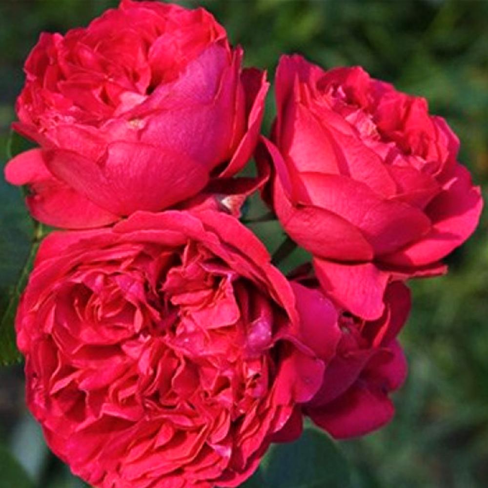 Саженец английских пионовидных роз Ред Эден Роуз (14965159)