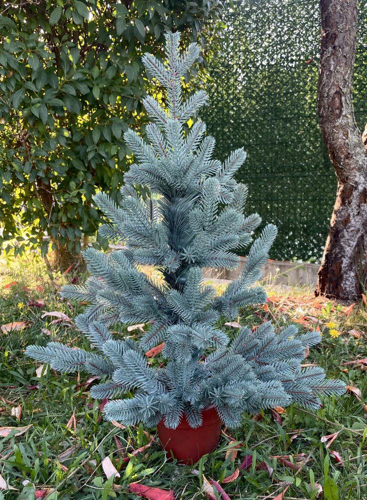 Ялинка лита Traditional в горщику 70 см Блакитний (215/70/B) - фото 2 Ялинка лита Traditional в горщику 70 см Блакитний (215/70/B) - фото 2