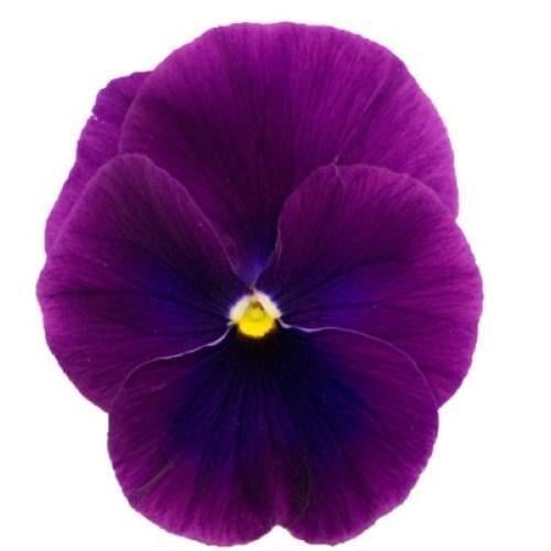 Семена цветов Виола рогатая Sakata Grandissimo Clear Purple 100 шт. (BN07189-3)