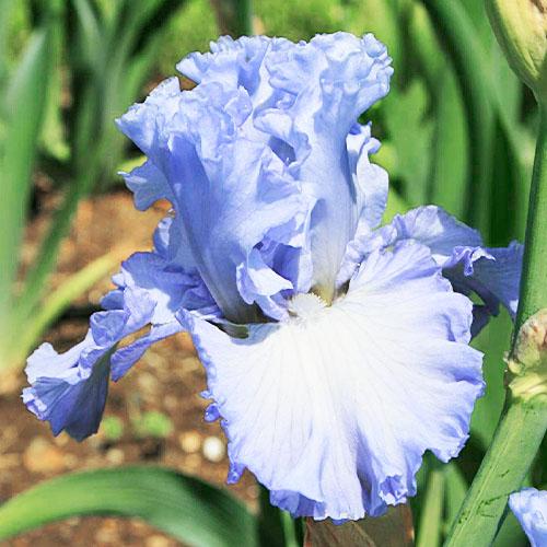 Ирис Double Bubble Florium