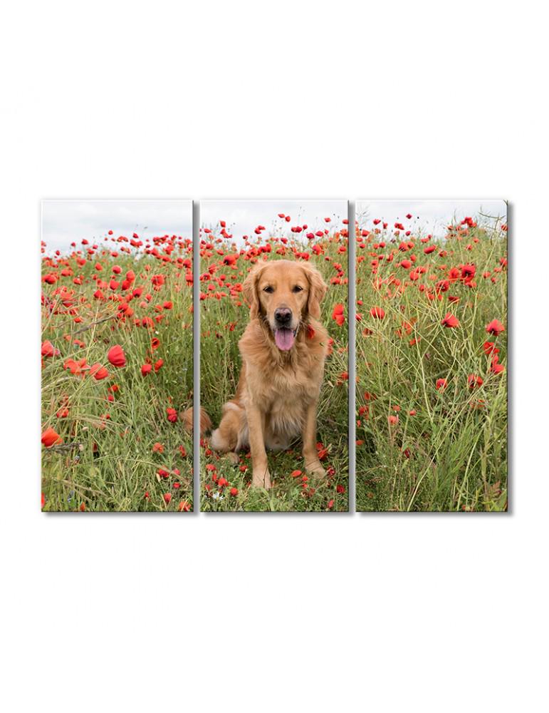 Картина модульная Собака в маках 3 модуля 60x90 см