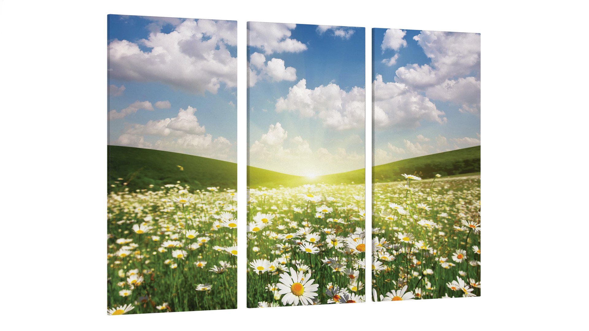 Картина модульная Поле Ромашек (Art-170_XXL)