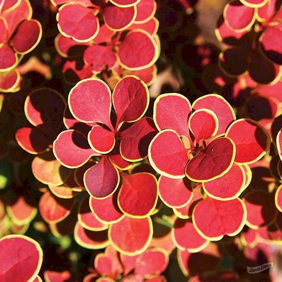 Саженец барбариса Тунберга Orange Sunrise Р9 (1465813994) - фото 2 Саженец барбариса Тунберга Orange Sunrise Р9 (1465813994) - фото 2