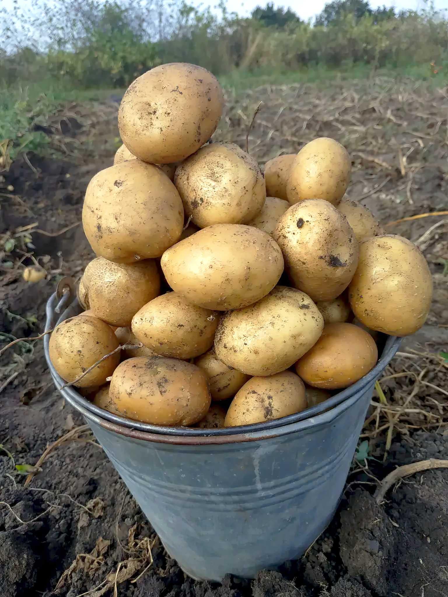 Картофель Орла 5 кг (38289906)
