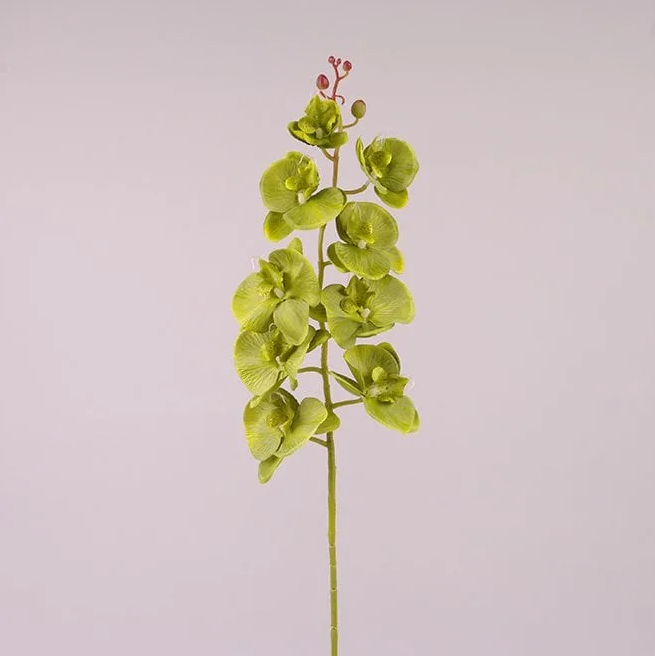 Цветок Фаленопсис Flora Зеленый (72808)