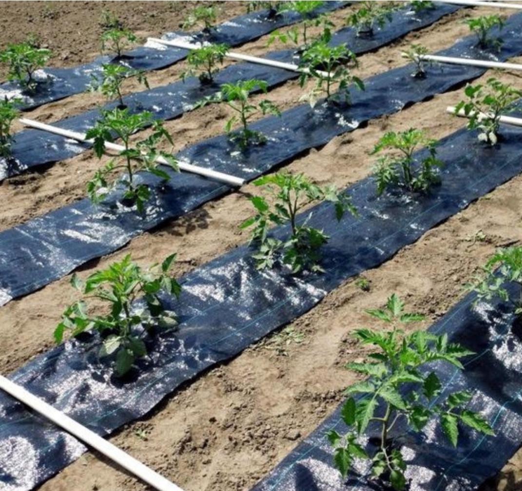 Агротканина Growtex 100 г/м2 1,1х50 м - фото 2