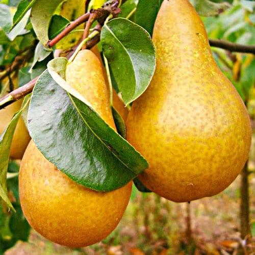 Саджанець груши Бере Боск Осінній сорт (2074253346)