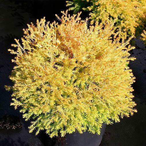 Саженцы туя западная Rheingold горшок 1,5 л - фото 3 Саженцы туя западная Rheingold горшок 1,5 л - фото 3