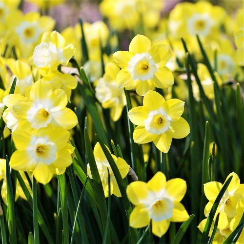 Нарцисс Florium Avalon (5753) - фото 2 Нарцисс Florium Avalon (5753) - фото 2