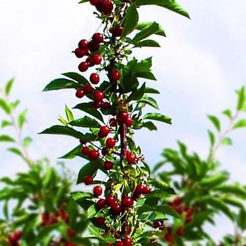 Сажанец Вишня колоновидная блестящая темно-красная Шоколадный мусс Chocolate mousse премиальный супер ранний сорт (45985)