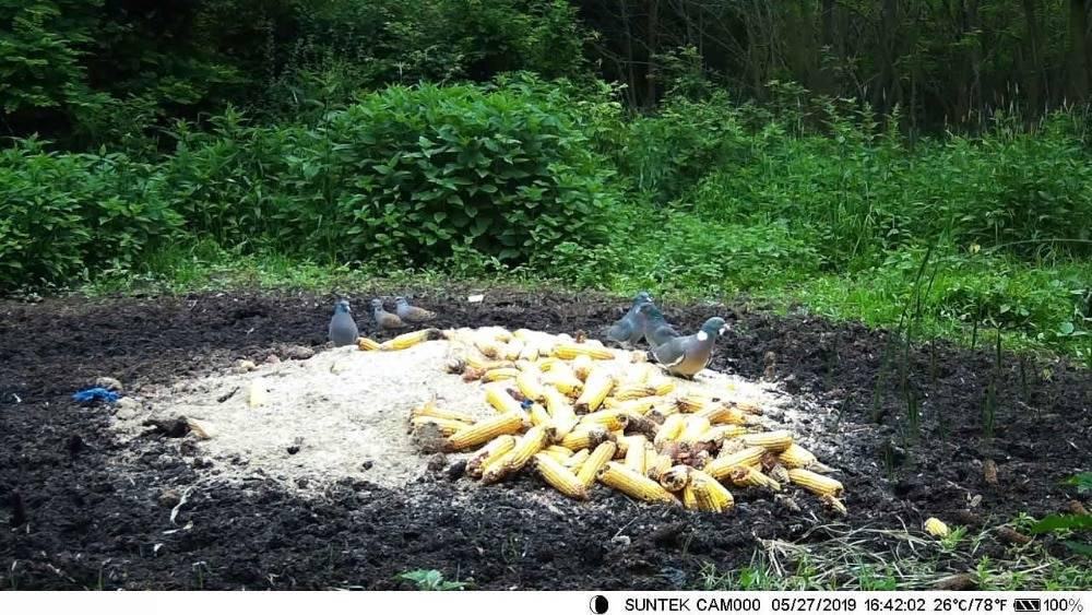 Фотопастка Suntek MINI600 12 Мп міні камера (1012) - фото 9 Фотопастка Suntek MINI600 12 Мп міні камера (1012) - фото 9