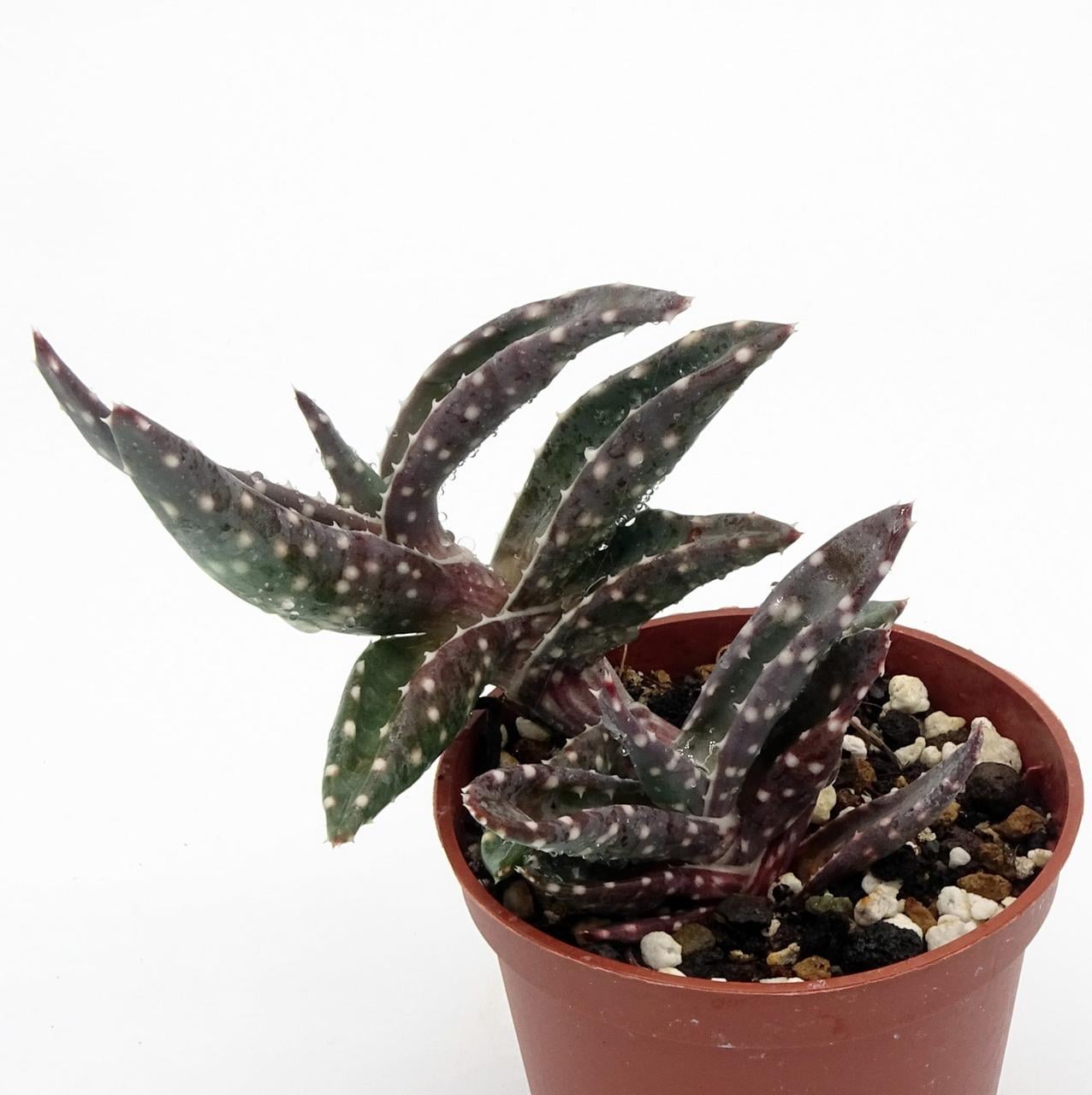 Насіння Aloe Arenicola 3 шт. (2178658642) Насіння Aloe Arenicola 3 шт. (2178658642)