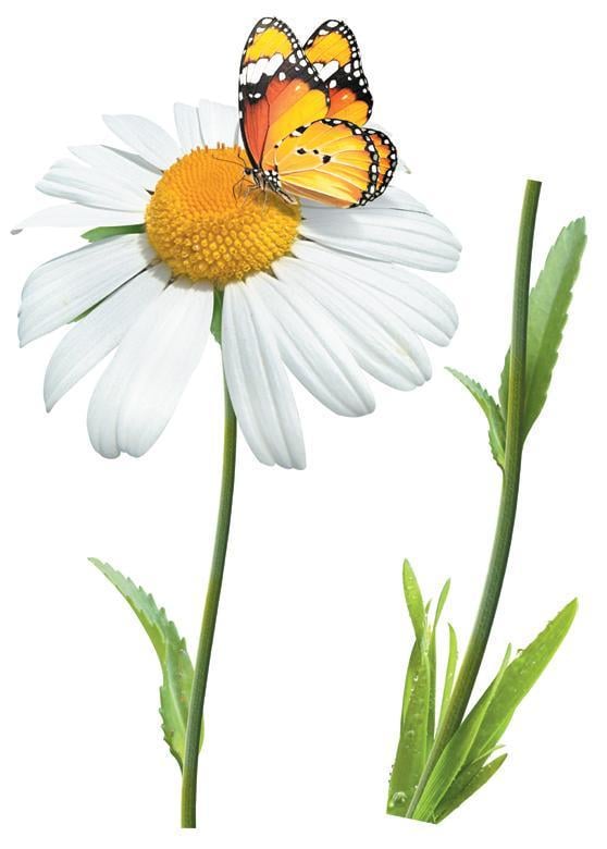 Декоративная наклейка Арт-Декор 6 Ромашка 50х70 см (2000000535913)