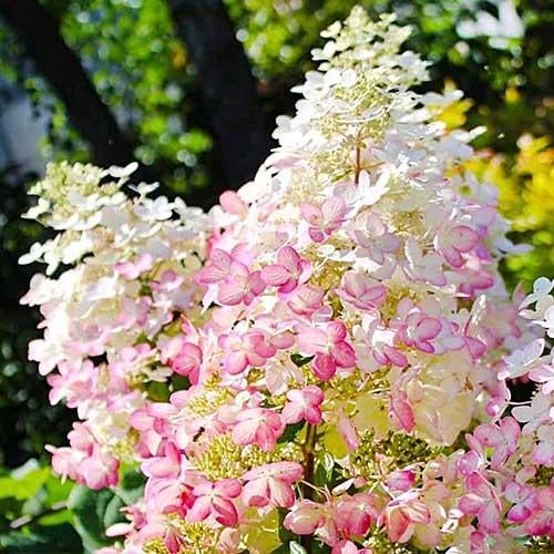 Гортензия Florium Angel's Blush (10359)