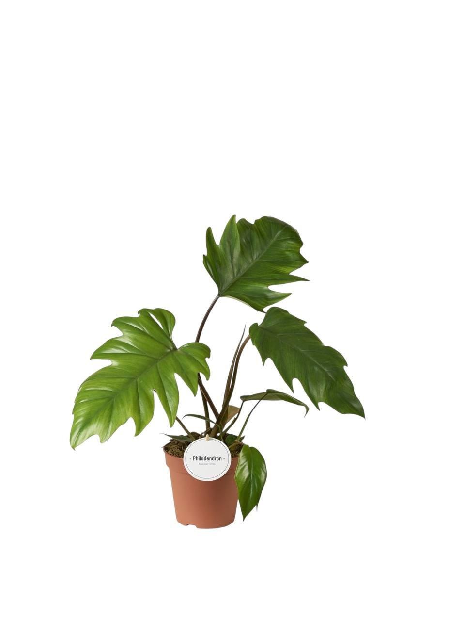 Филодендрон Майо 12/30 см (2698842028) Филодендрон Майо 12/30 см (2698842028)