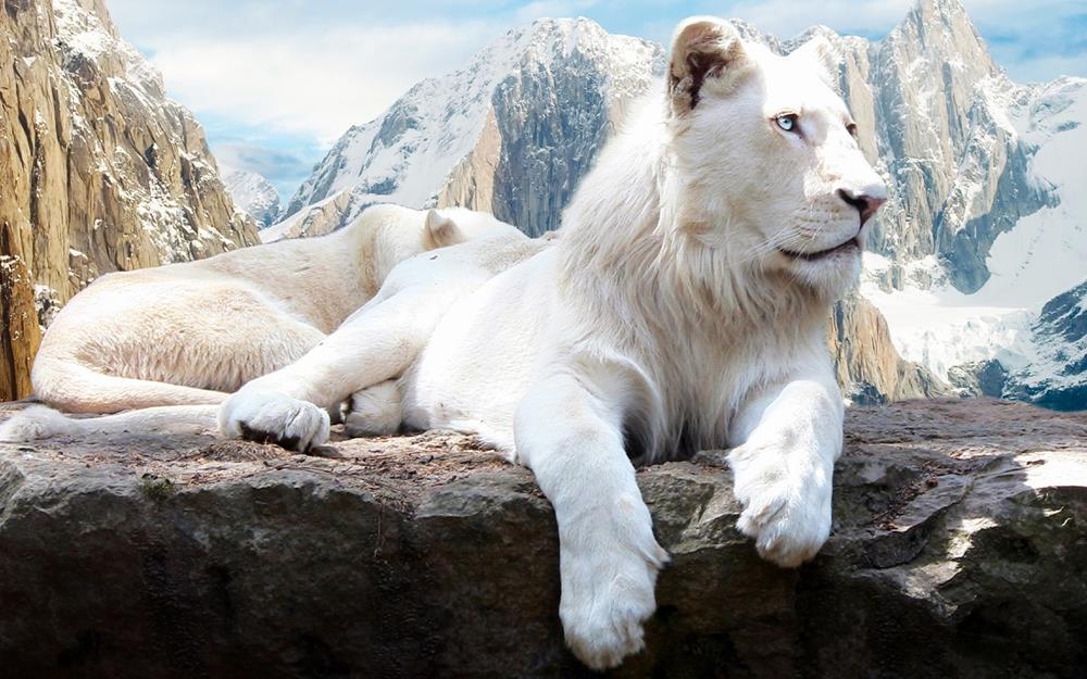 Картина Лев J126 35х55 см