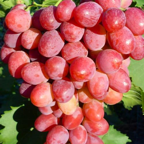 Саджанець Виноград кишміш Калина Червона укорінений саджанець у контейнері (187662)