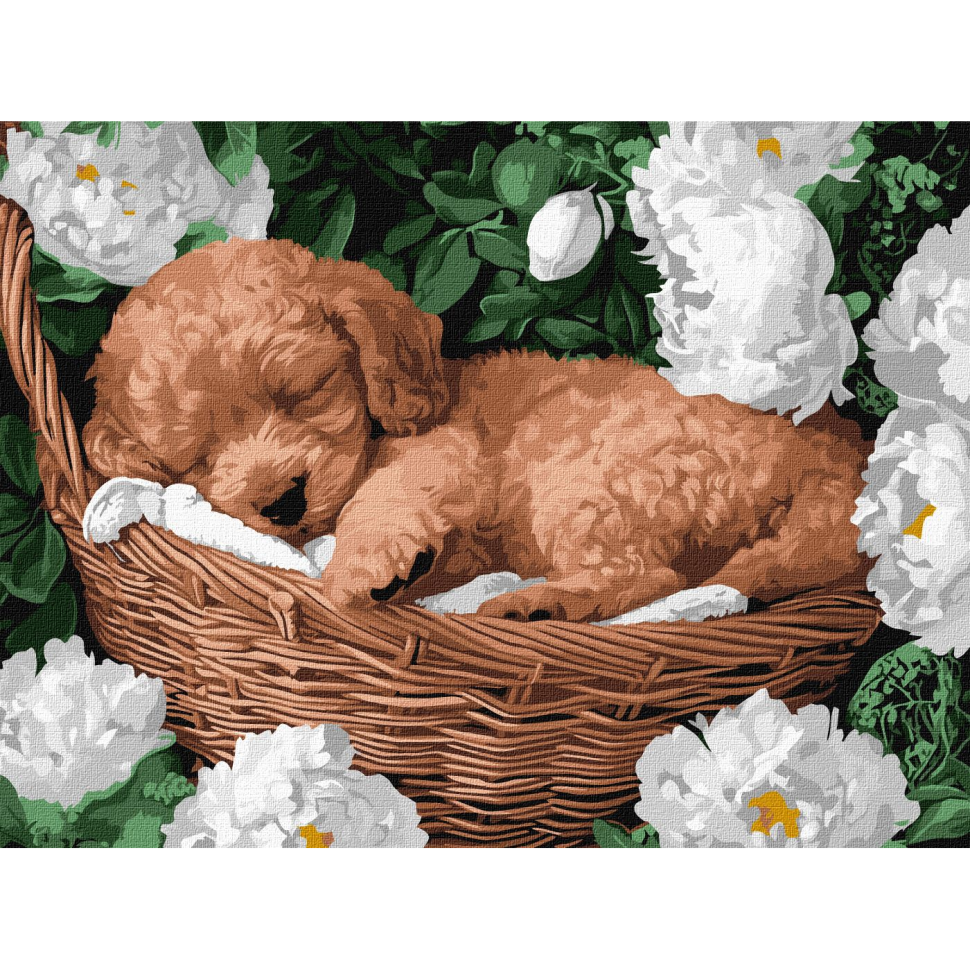 Картина за номерами Ideyka Сплячий пудель KHO6677 30x40 см (RLT50609)