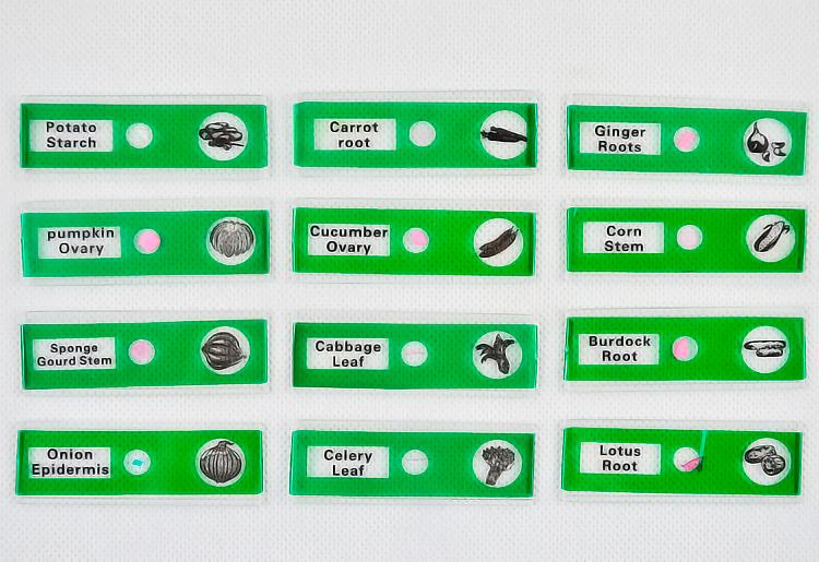 Набор микропрепаратов Sigeta Entrance насекомых/растение/животных 36 шт. (24116) - фото 5