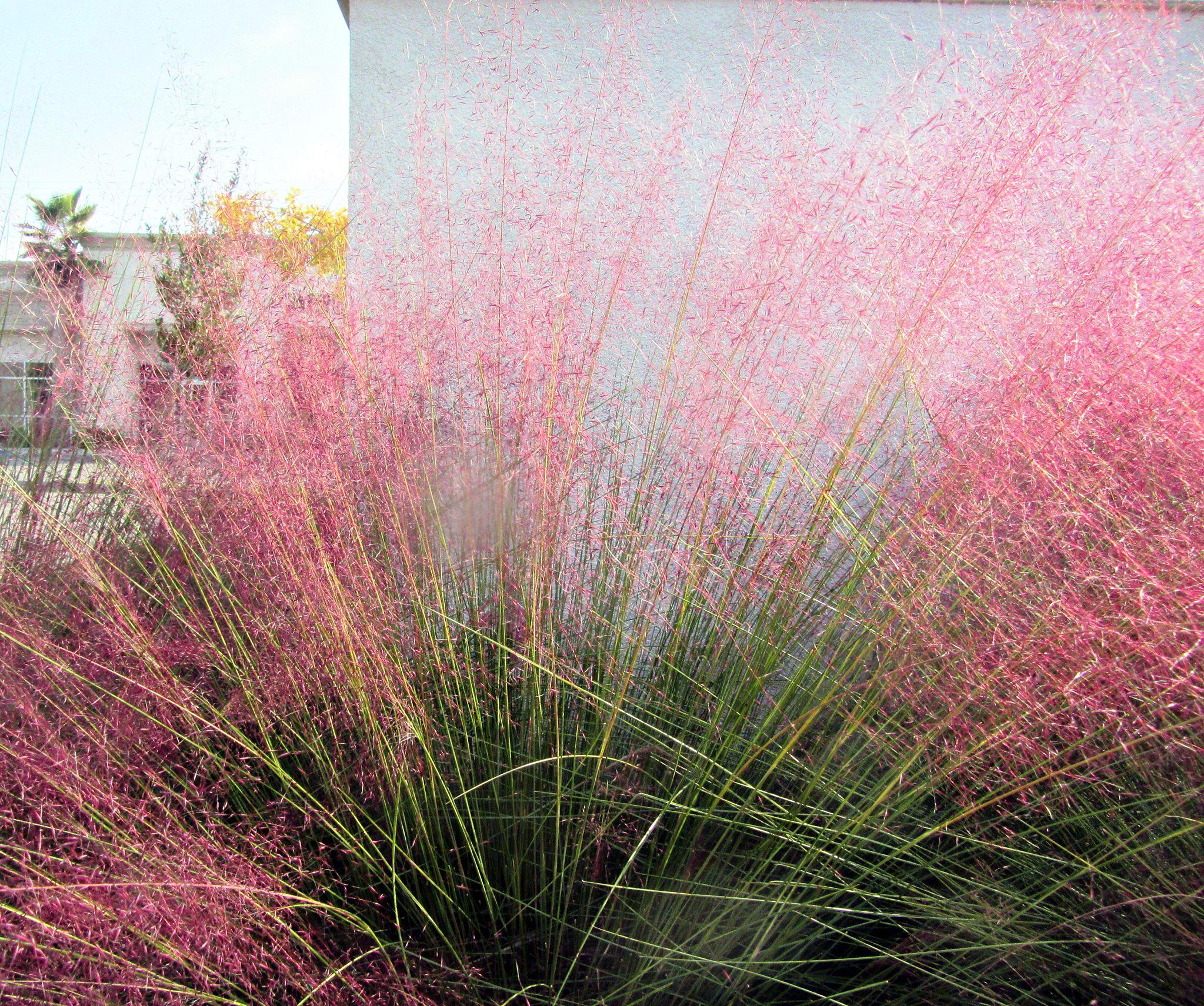 Саженец Мюленбергии Muhlenbergia 5 шт.