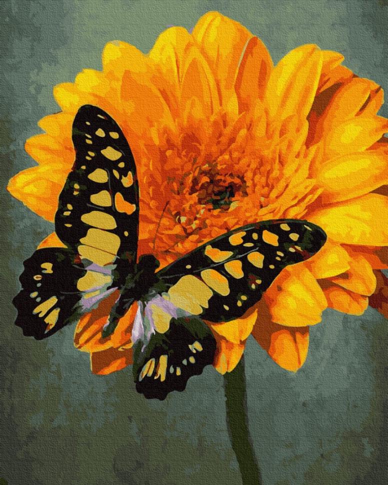 Картина по номерам Brushme Бабочка на маргаритке (GX30138)