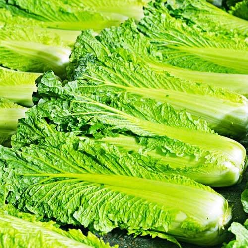 Семена Капуста Florium пекінська Осака Широна (18720)